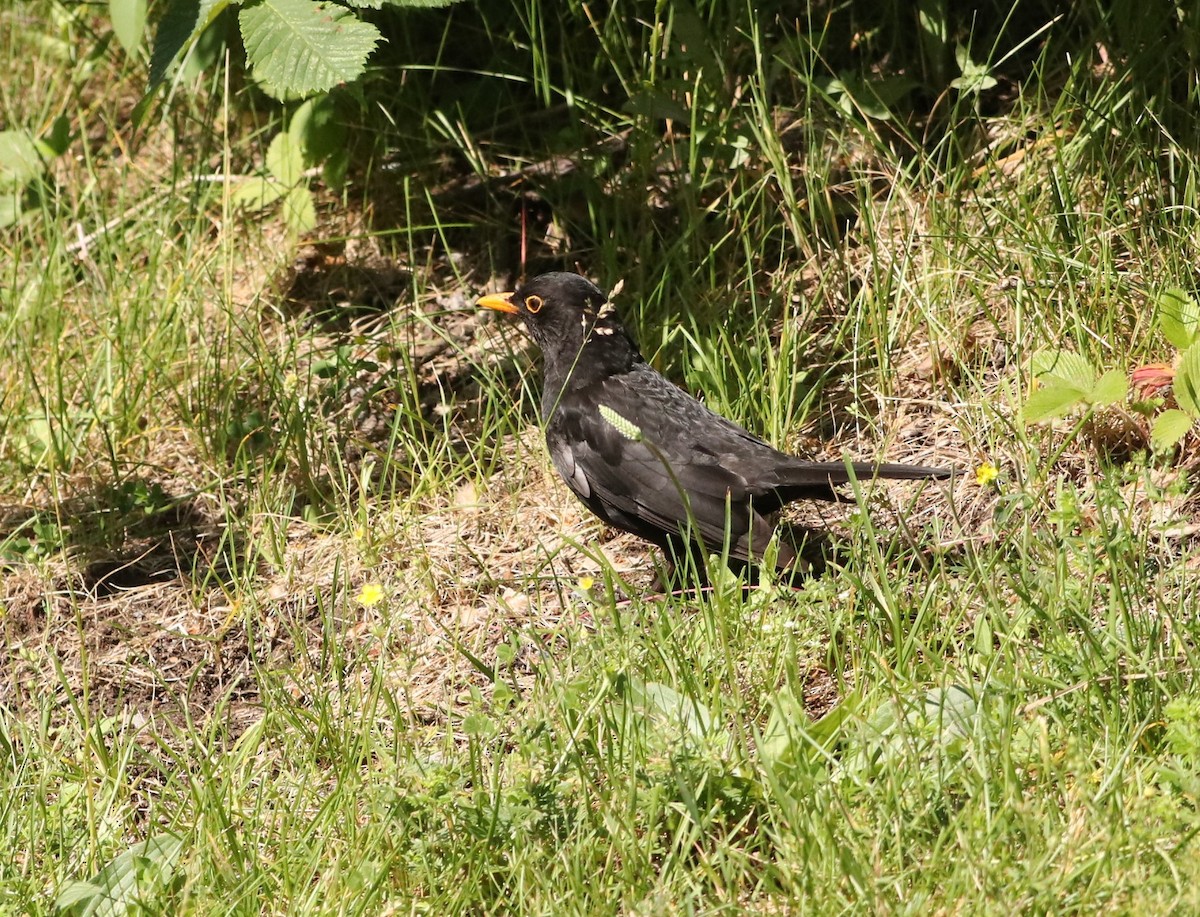 Eurasian Blackbird - ML620828145