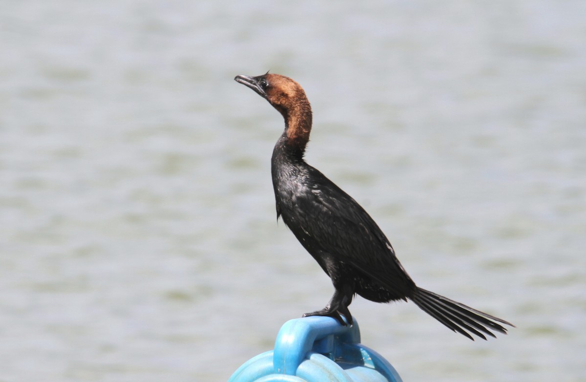 Pygmy Cormorant - ML620828155