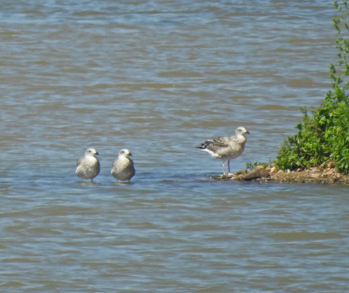 Caspian Gull - ML620828165