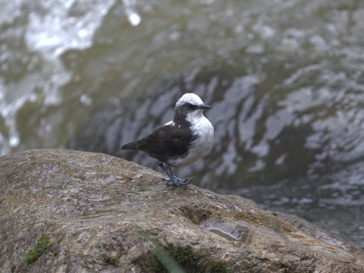 White-capped Dipper (White-bellied) - Menachem Goldstein