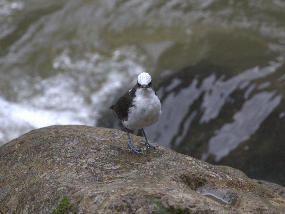 White-capped Dipper (White-bellied) - ML620828177