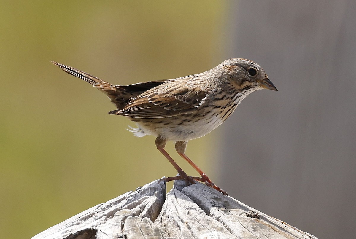 Lincoln's Sparrow - ML620828181