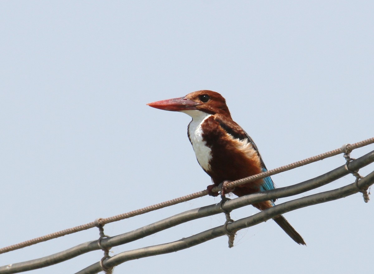 White-throated Kingfisher - ML620828182