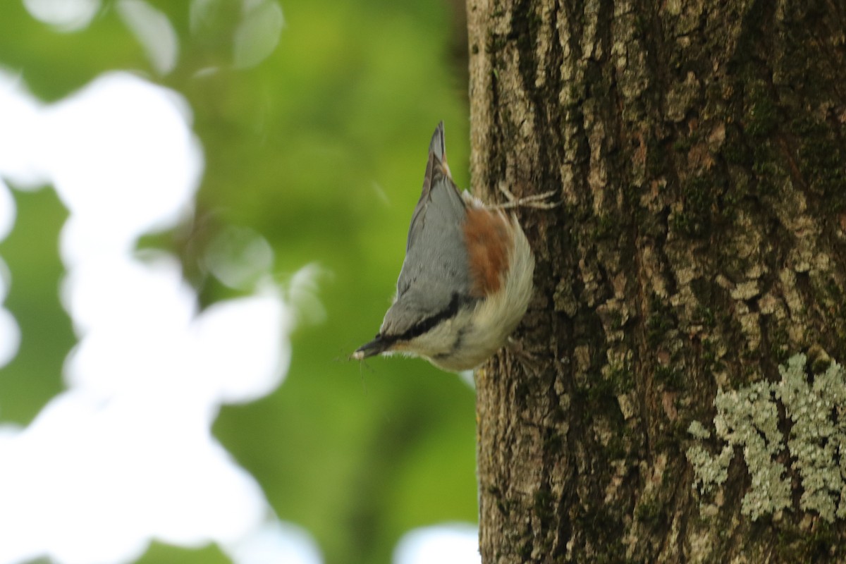 Eurasian Nuthatch - ML620828183