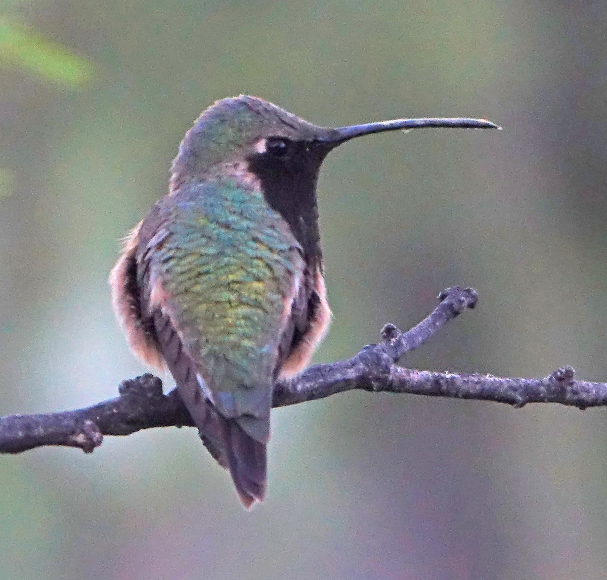 Luzifersternkolibri - ML620828184