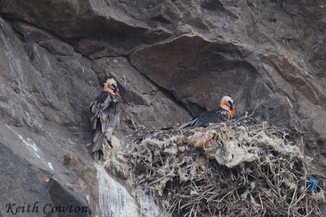 Bearded Vulture - ML620828185