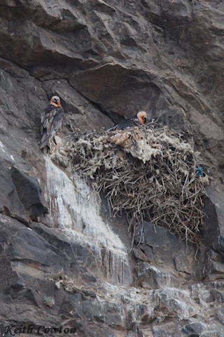 Bearded Vulture - ML620828186