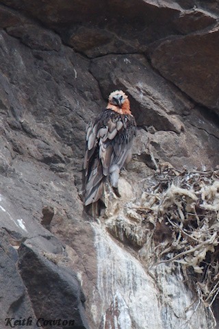 Bearded Vulture - ML620828187