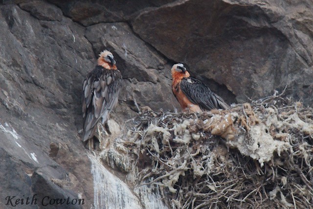 Bearded Vulture - ML620828188