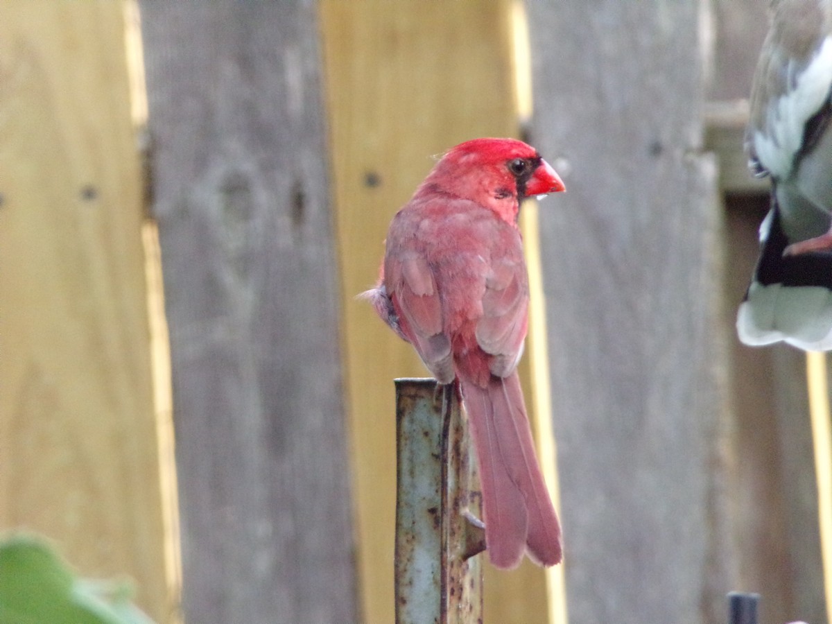 Northern Cardinal - ML620828193