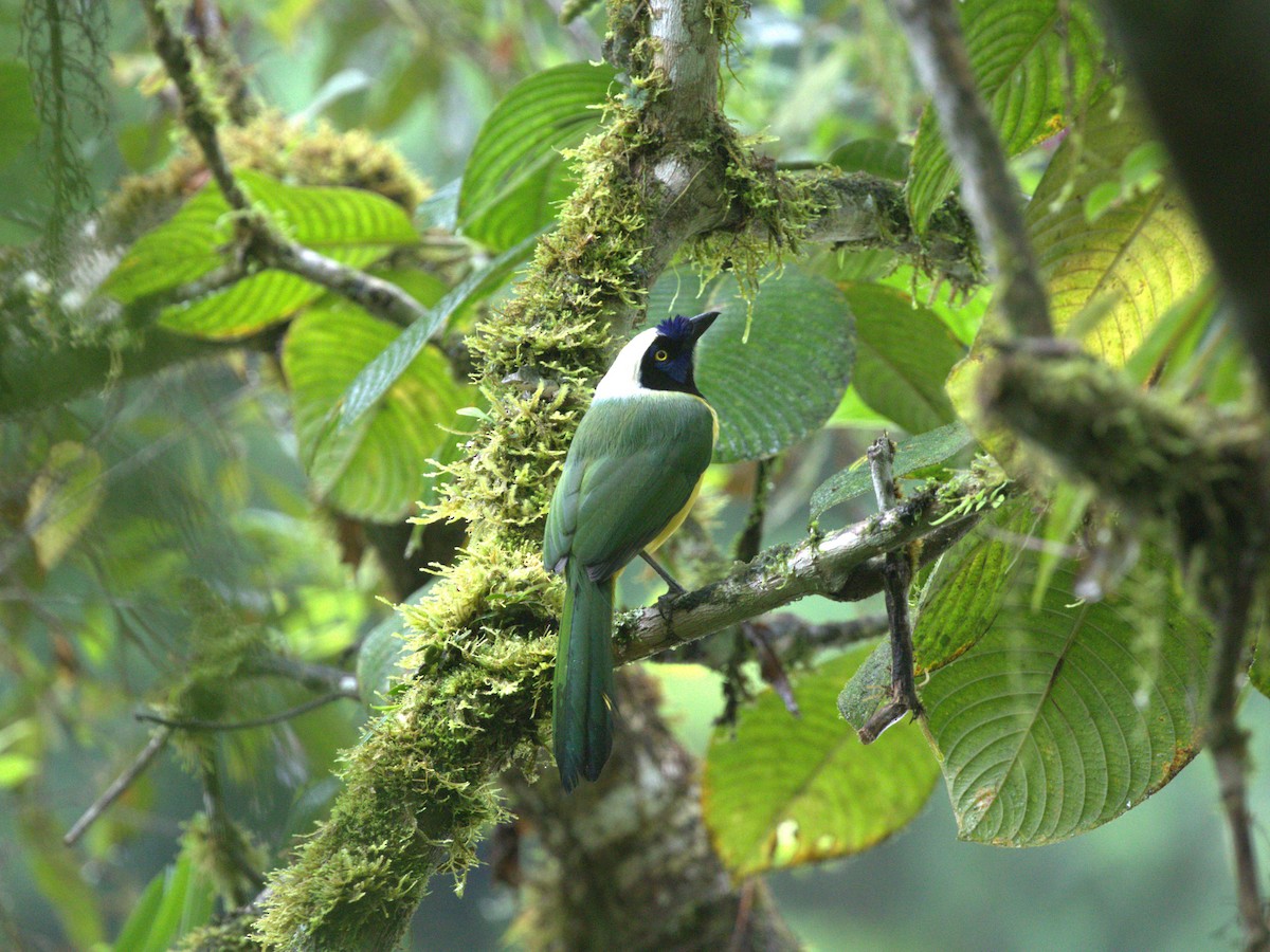 Green Jay (Inca) - ML620828194