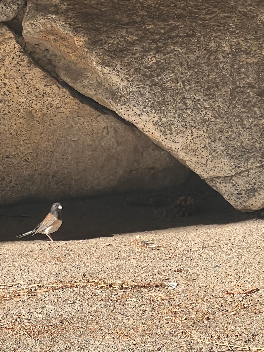 Dark-eyed Junco (Oregon) - Aidan Kingsbury