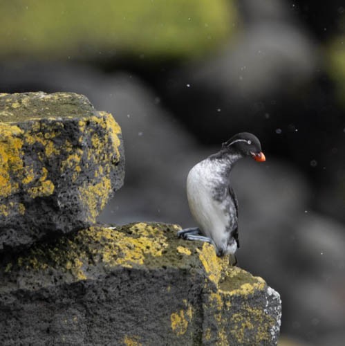 Parakeet Auklet - Carlton Cook