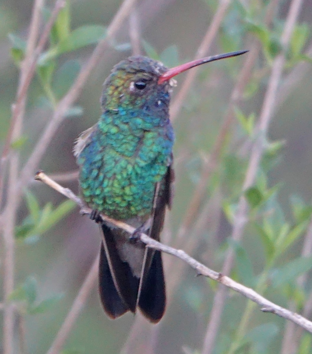 Broad-billed Hummingbird - ML620828199