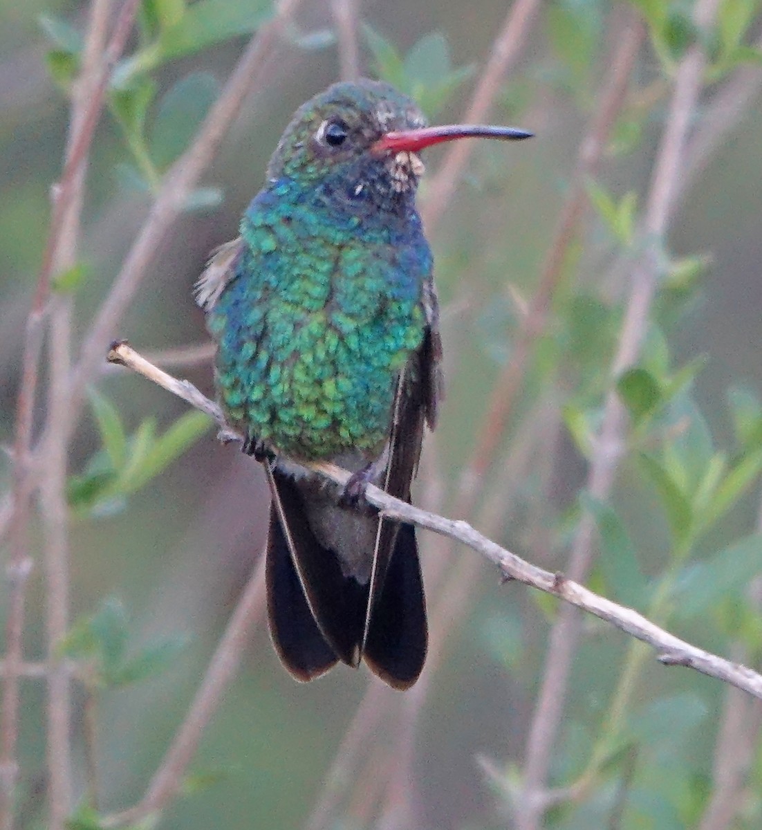 Broad-billed Hummingbird - ML620828200