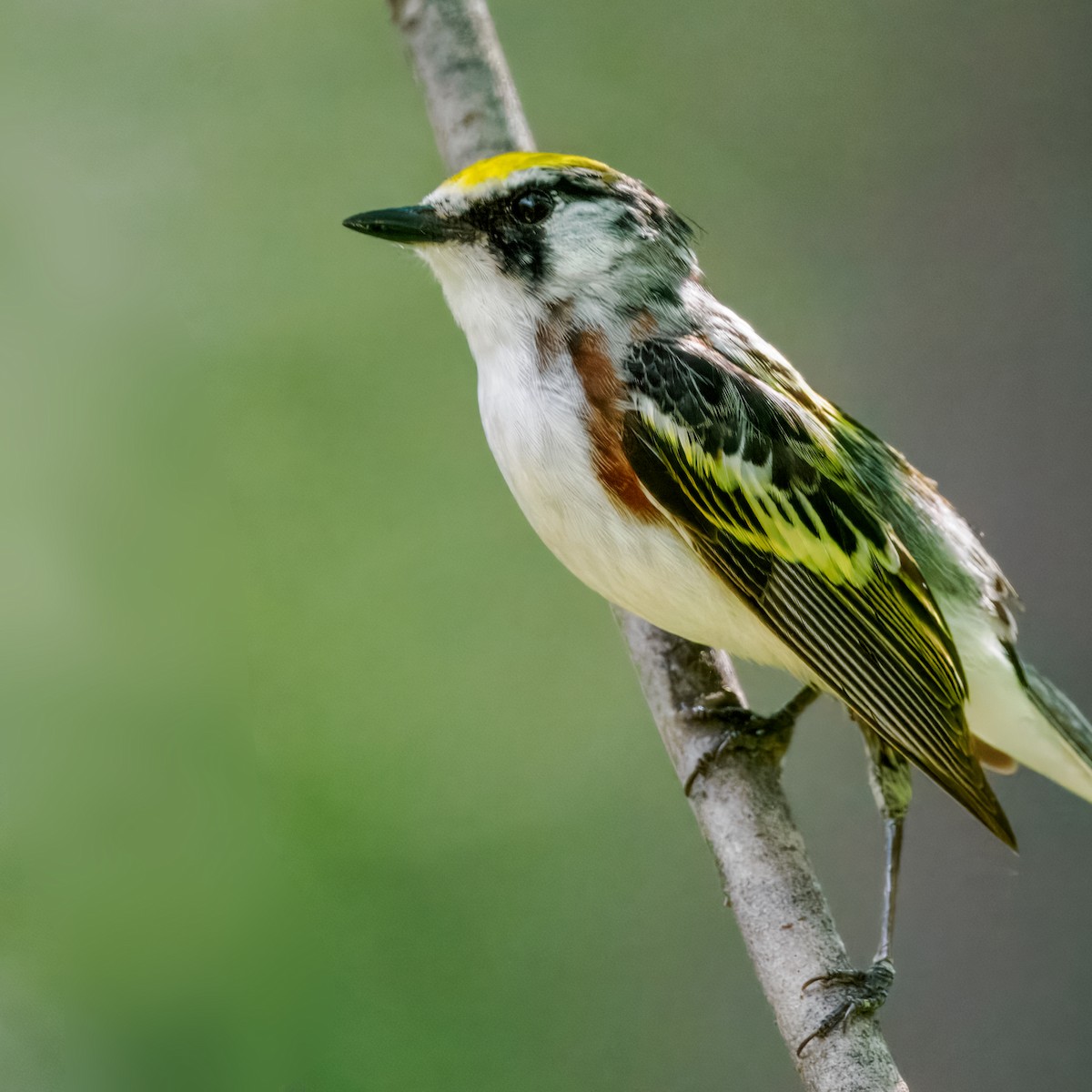 Chestnut-sided Warbler - ML620828202