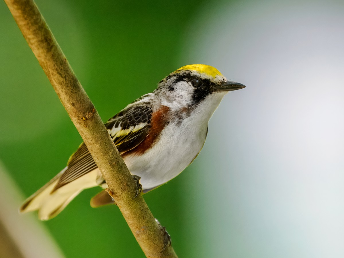 Chestnut-sided Warbler - ML620828204