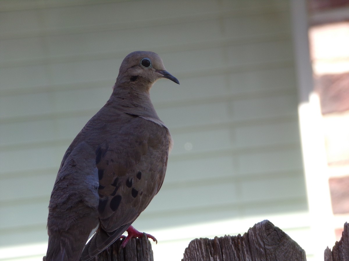 Mourning Dove - ML620828205