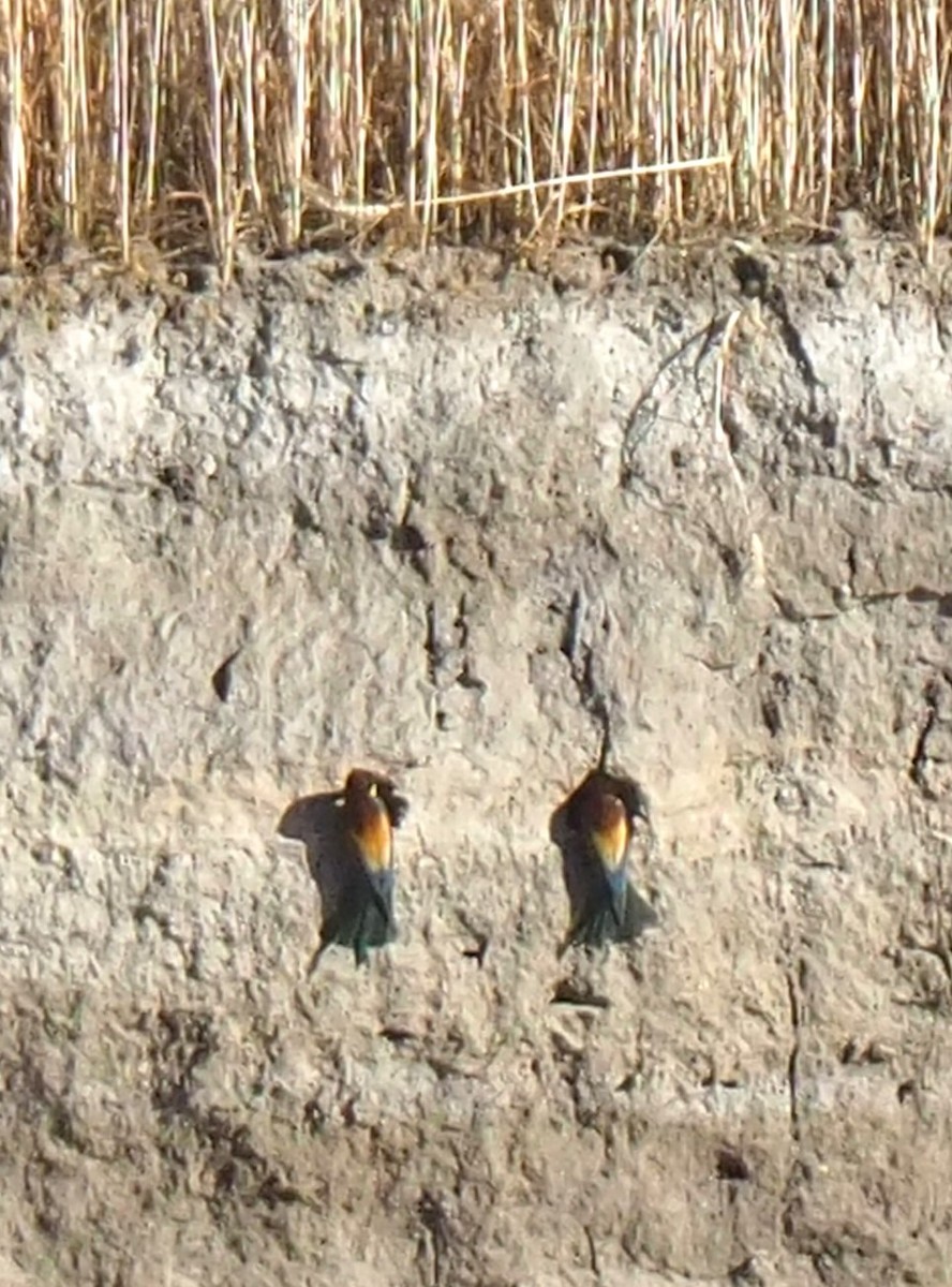 European Bee-eater - ML620828207