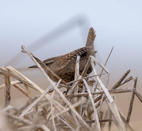 Pacific Wren - ML620828208