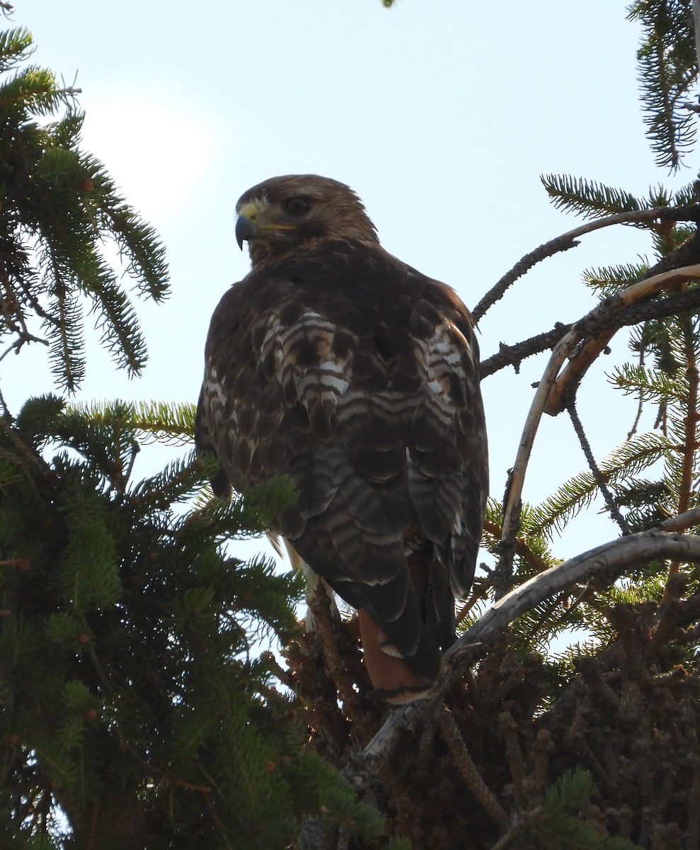 Red-tailed Hawk - ML620828210