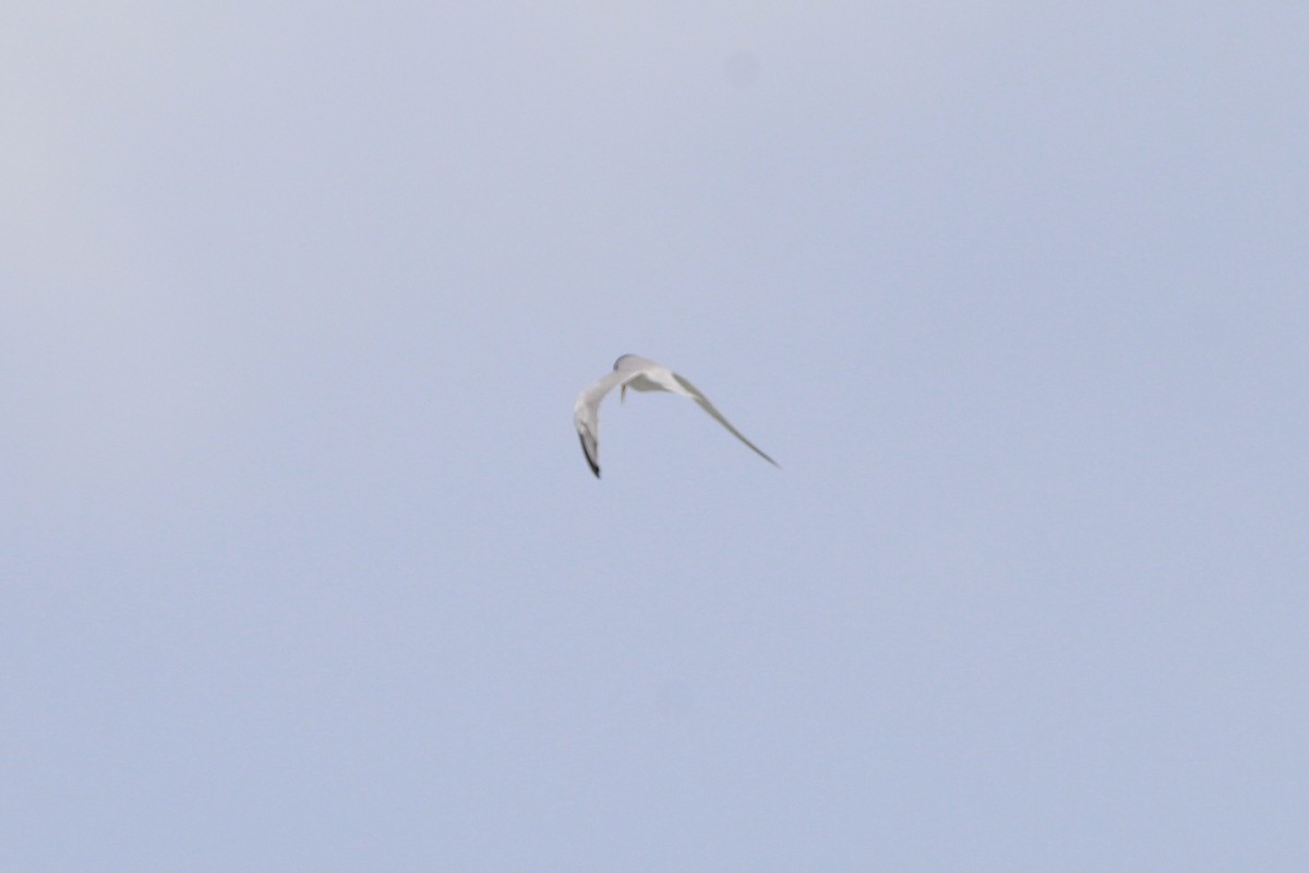 Least Tern - ML620828212