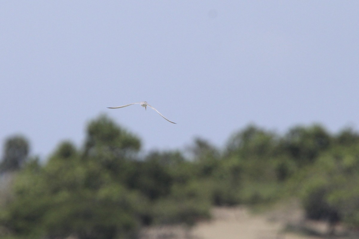 Least Tern - ML620828213