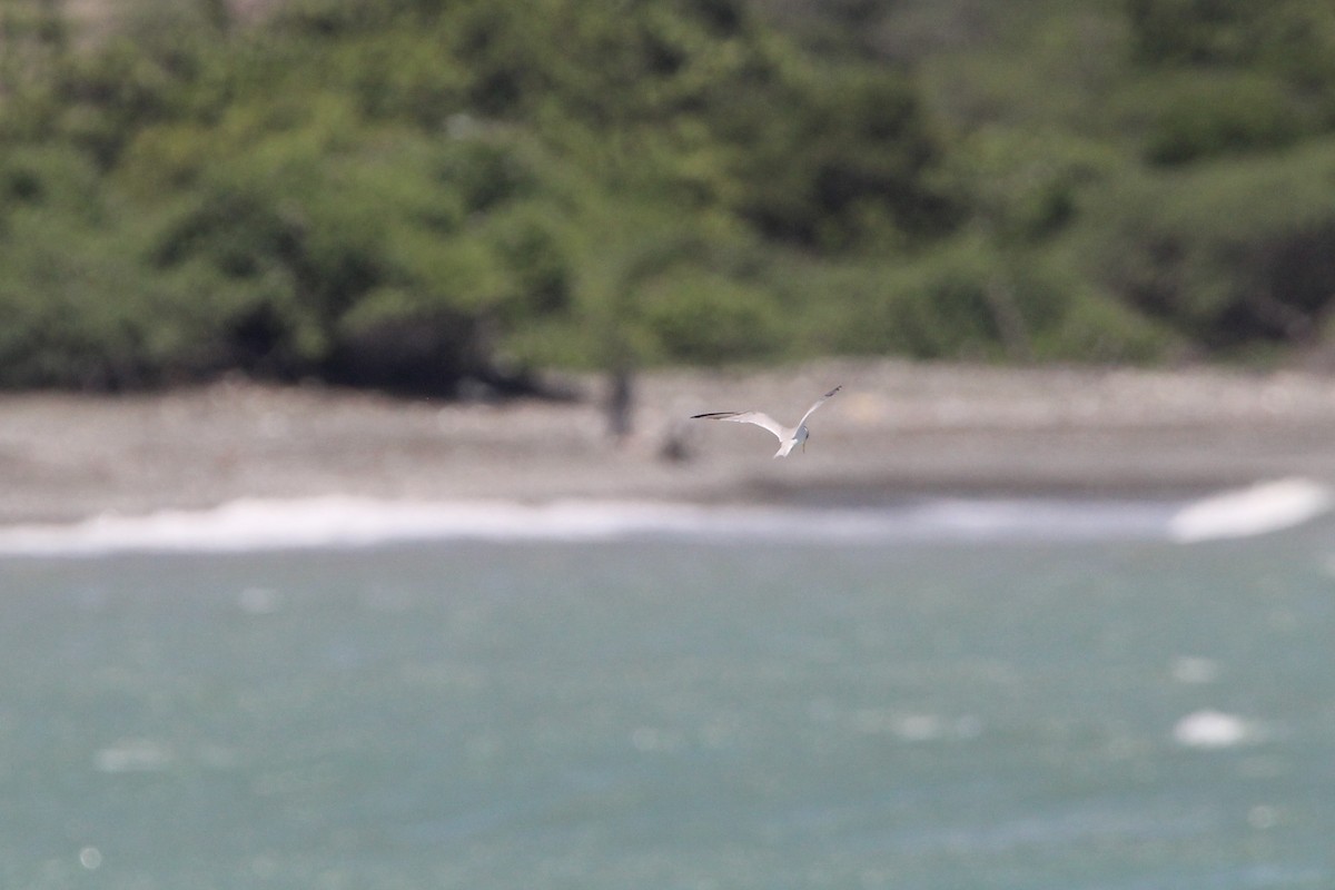 Least Tern - ML620828214