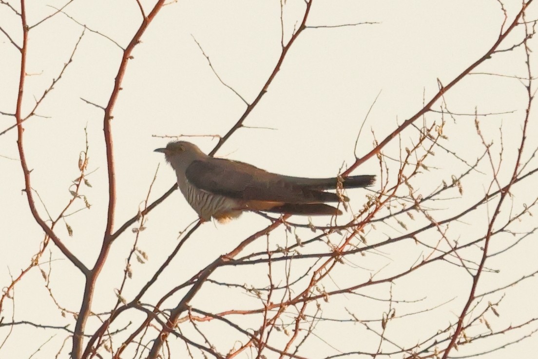Common Cuckoo - ML620828221