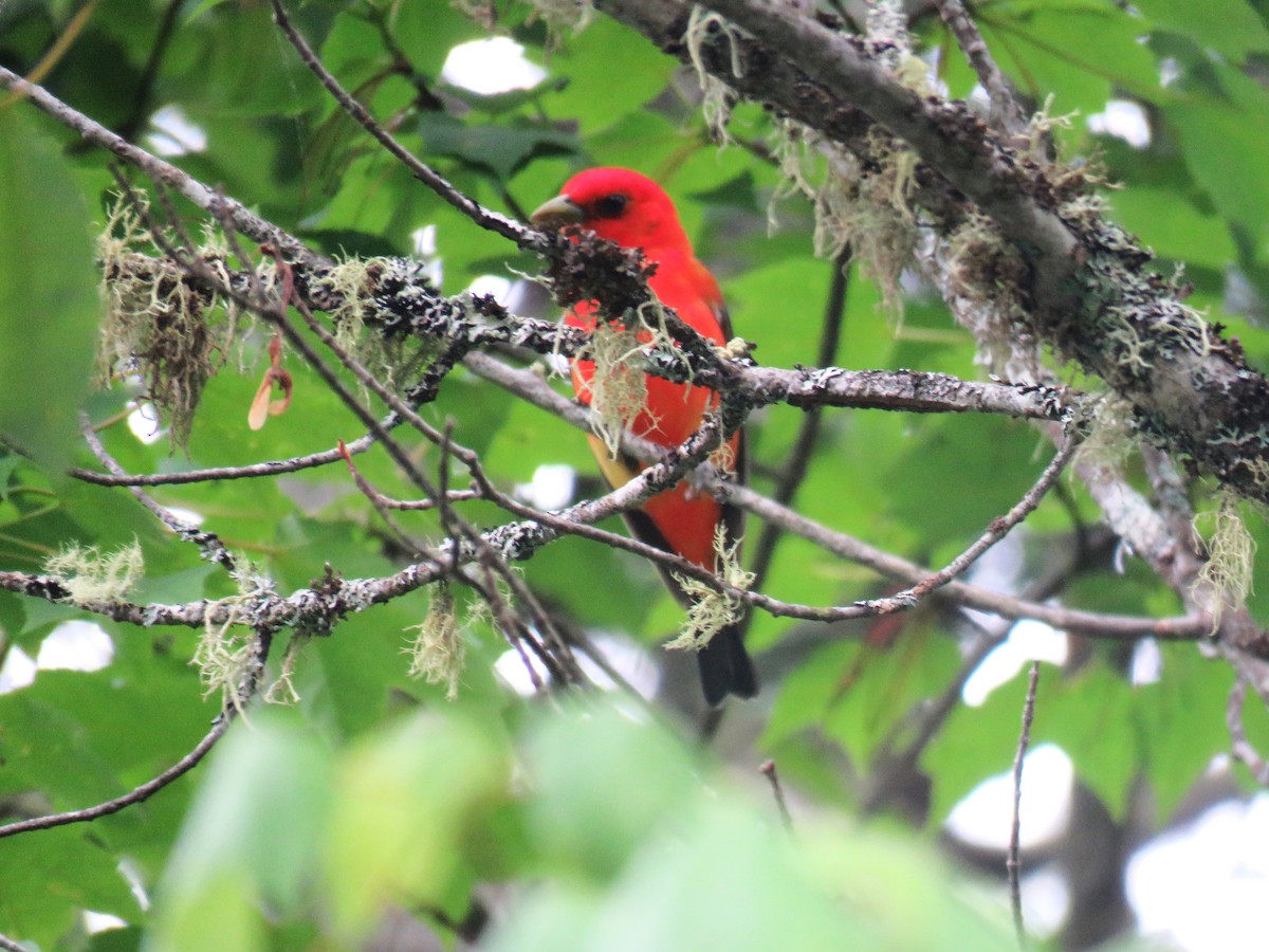 Scarlet Tanager - ML620828230