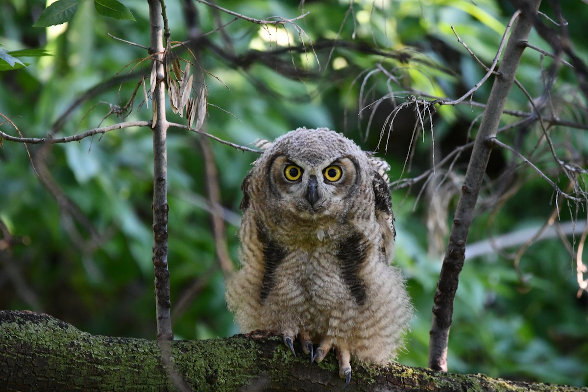 Great Horned Owl - Shiraz Vira
