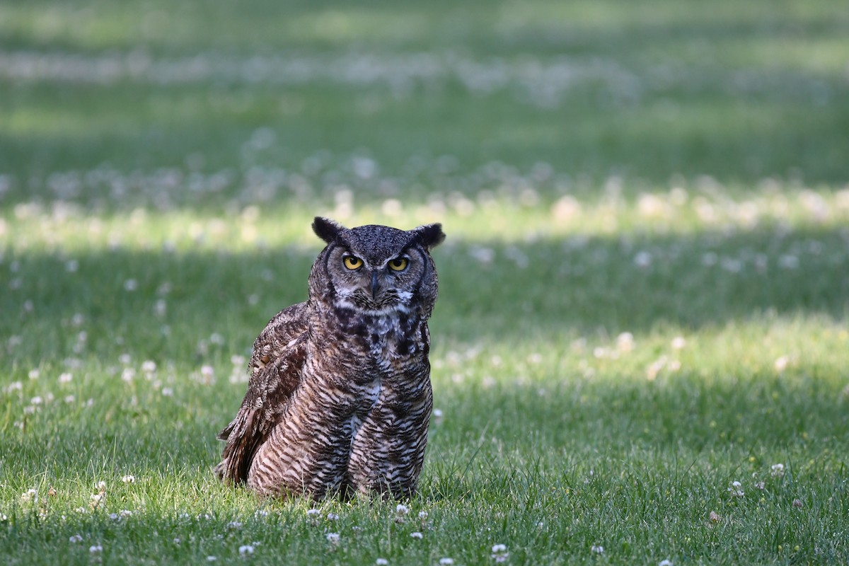 Great Horned Owl - ML620828239