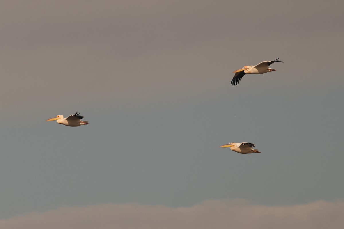 Great White Pelican - ML620828240