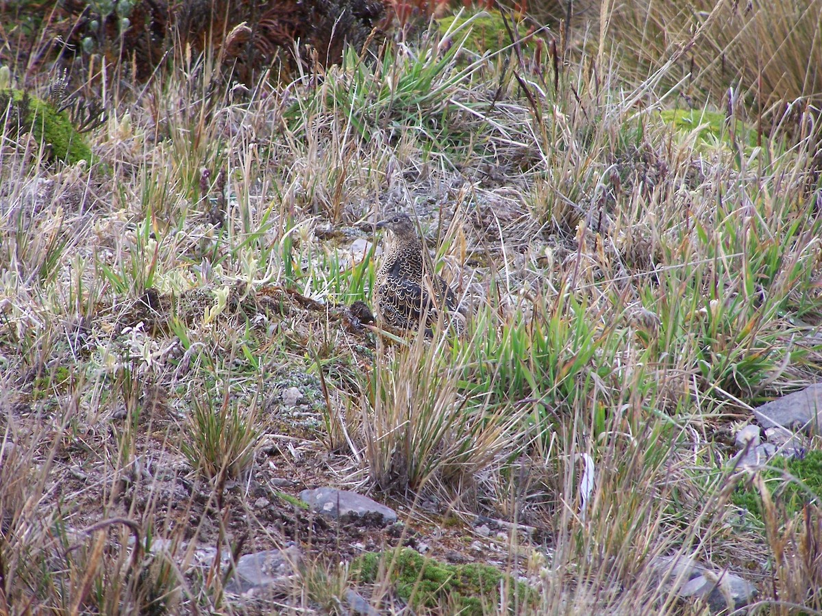 rustrypesnipe - ML620828241