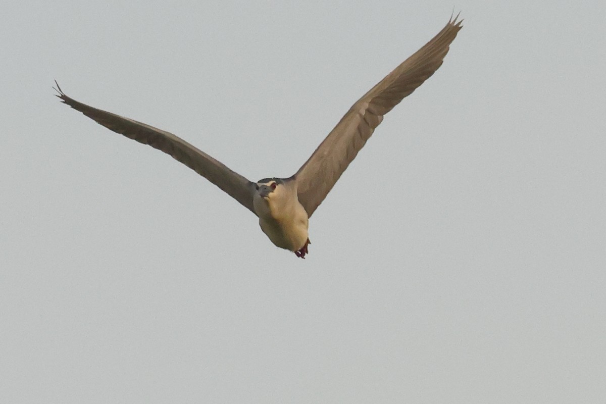 Black-crowned Night Heron - ML620828242