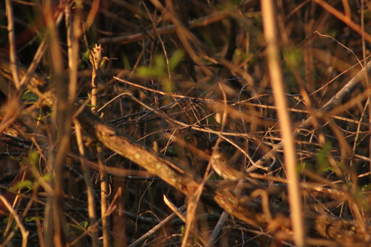 Harris's Sparrow - ML620828244