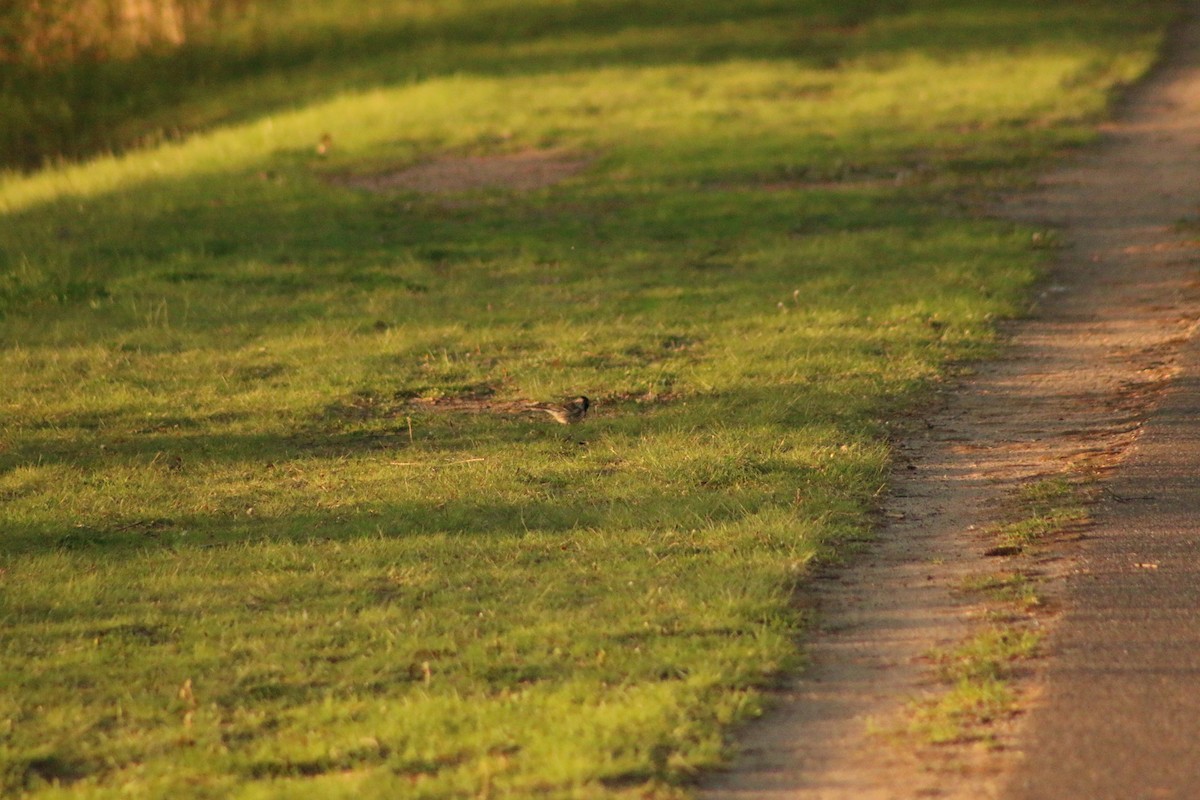 Harris's Sparrow - ML620828246