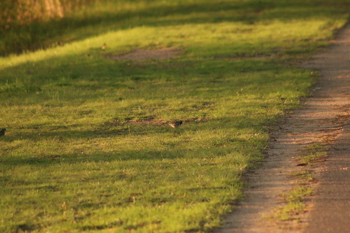 Harris's Sparrow - ML620828247