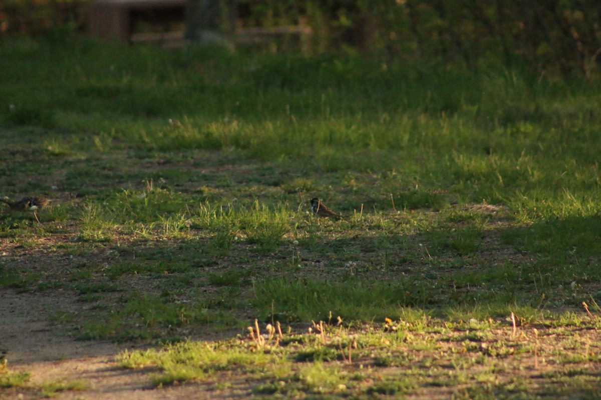 Harris's Sparrow - ML620828250