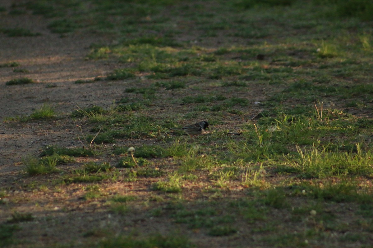 Harris's Sparrow - ML620828254