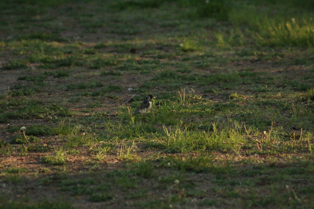 Harris's Sparrow - ML620828255