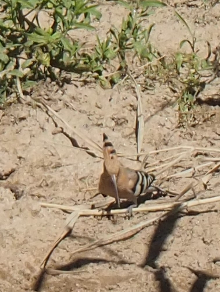 Eurasian Hoopoe - ML620828257