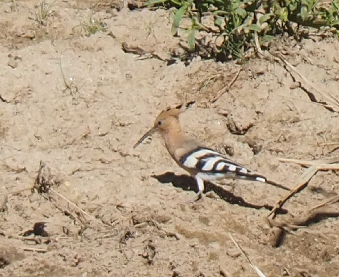 Eurasian Hoopoe - ML620828258