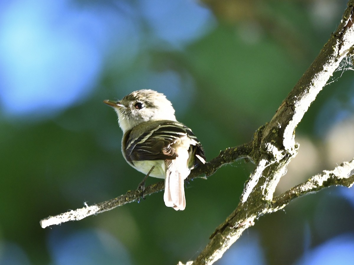 Least Flycatcher - ML620828260