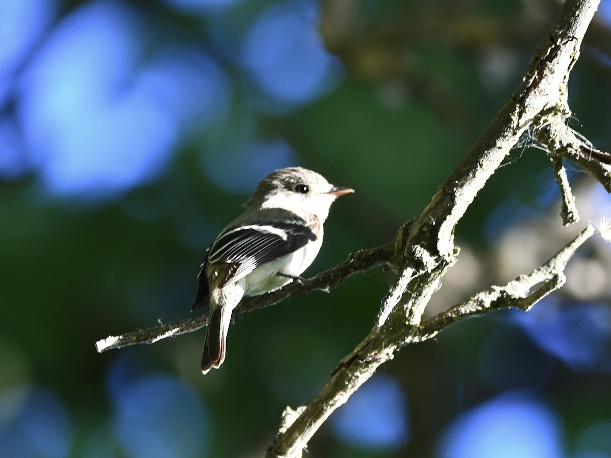 Least Flycatcher - ML620828261