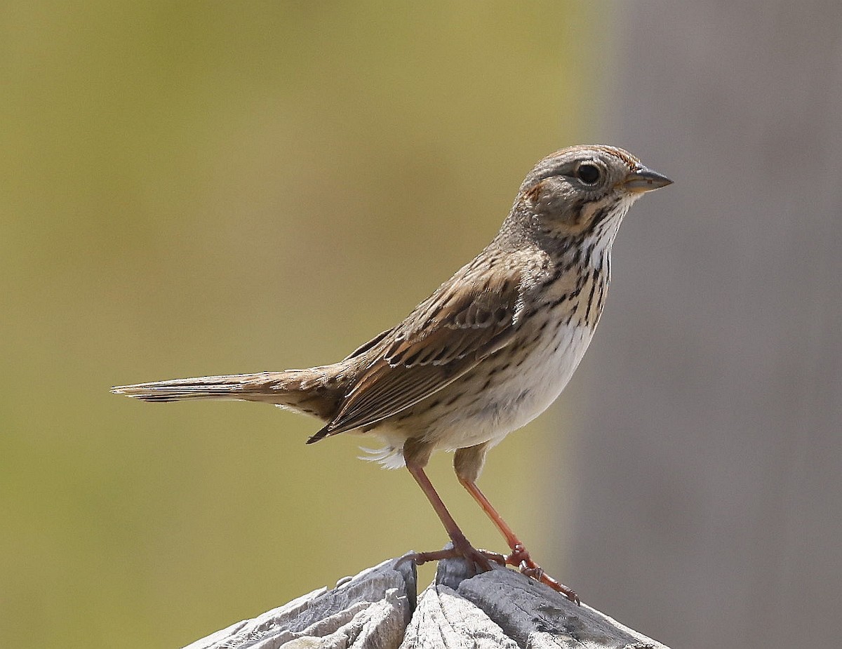 Lincoln's Sparrow - ML620828264