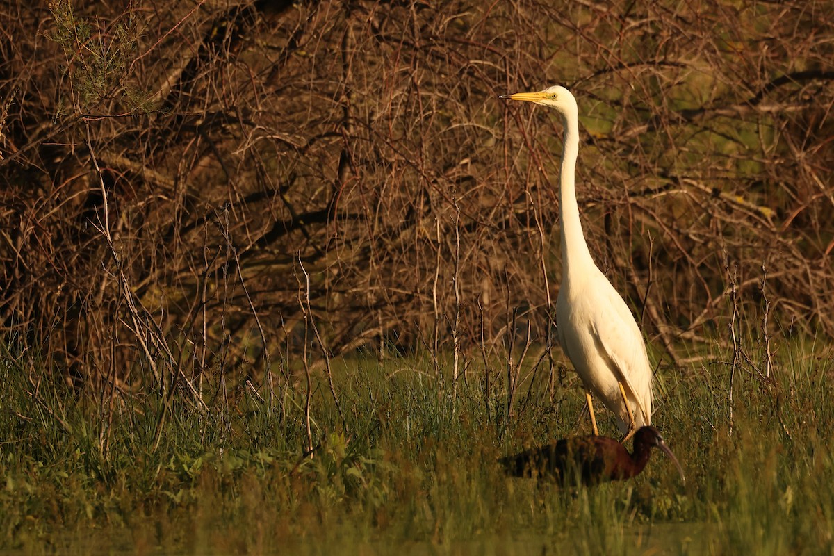 Great Egret - Jose Leal