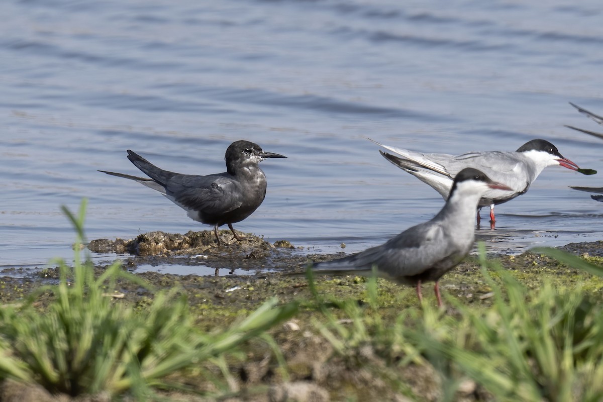 Black Tern - ML620828266