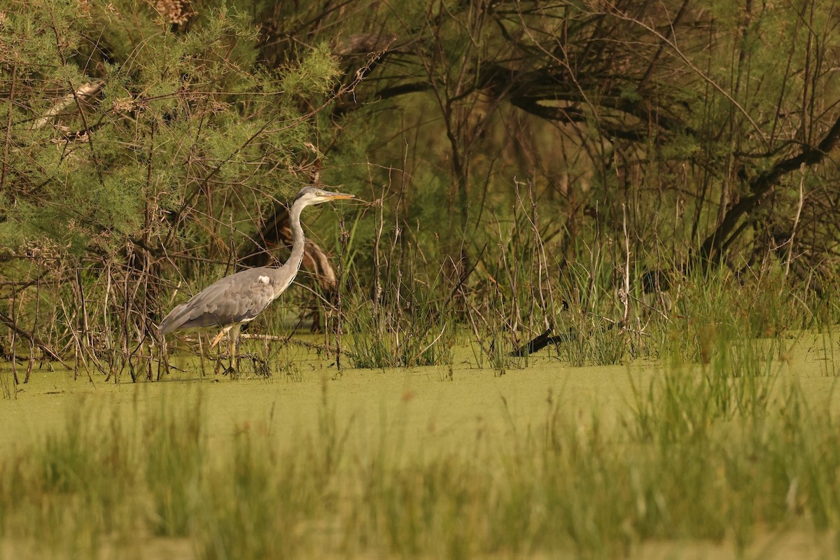 Gray Heron - ML620828269