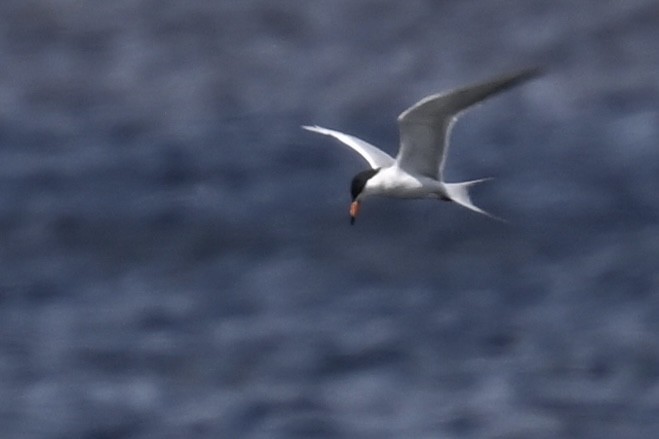 Common Tern - ML620828280